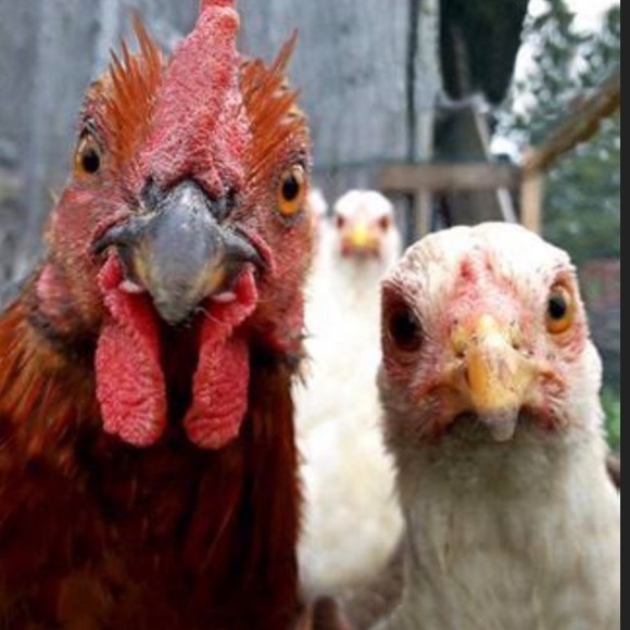 ♥️ TO BOOKMARK MY CLOSET - Picture 10 of 16